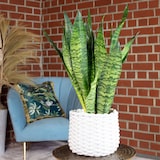 thumbnail of Bogenhanf, pflegeleicht & elegant - Sansevieria zeylanica - ca. 60 cm hoch, Topf-Ø 17 cm