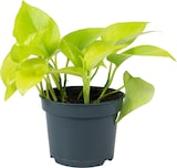 thumbnail of Efeutute - Epipremnum pinnatum 'Golden Pothos' - Höhe ca. 15 cm, Topf-Ø 12 cm