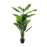 thumbnail of Atmosphera - Pianta di banano altezza 170