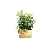 thumbnail of HORTALIA Jardinière carrée Pun 60 x 60 x 40 cm en bois traité pour extérieur
