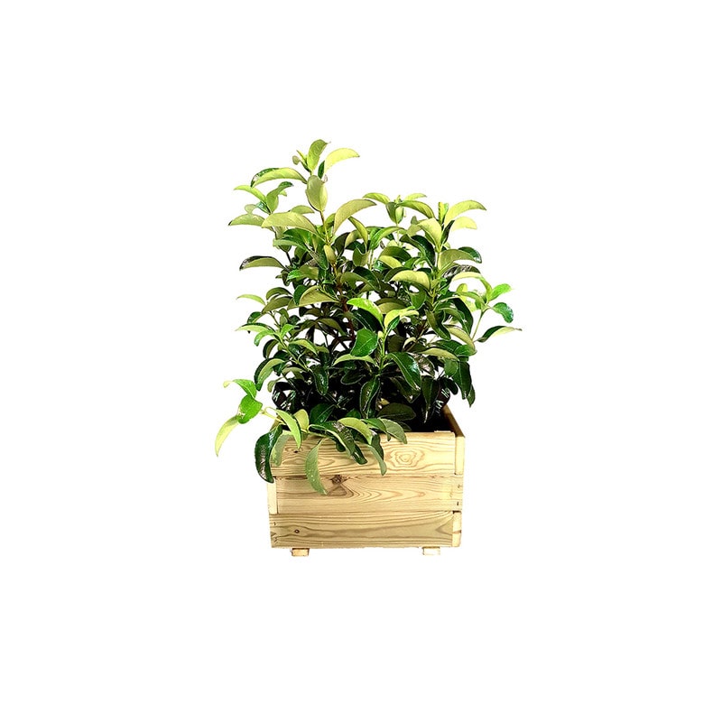 mobile_image