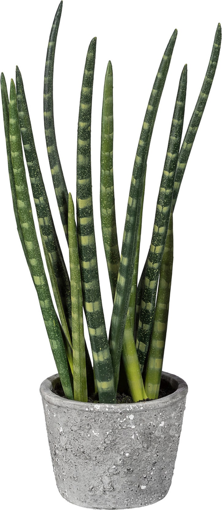CREATIV green künstliche Pflanze Sanseveria, ca 45cm
