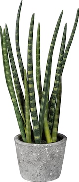 thumbnail of CREATIV green künstliche Pflanze Sanseveria, ca 45cm