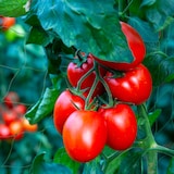 thumbnail of Relaxdays Ranknetz für Gewächshaus, 180 x 360 cm, Rankhilfe Gurken, Tomaten, Maschenweite 10 cm, Gewächshausnetz, grün