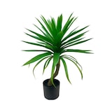 thumbnail of Planta Yucca -70cm