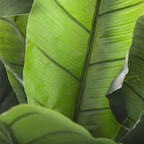 thumbnail of Atmosphera - Pianta di banano altezza 170
