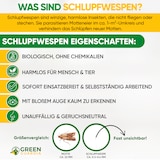 thumbnail of Schlupfwespen gegen Lebensmittelmotten 4 Karten - Effektiv Motten bekämpfen / Bio- Mittel gegen Motten, Alternative zu Chemischen Mottenfalle