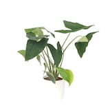 thumbnail of Alocasia Zebrina - Elefantenohr Höhe 140-150cm