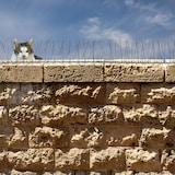 thumbnail of Dissuasori Piccioni - 300cm Plastica - Scaccia Uccelli - Dissuasori per Gatti