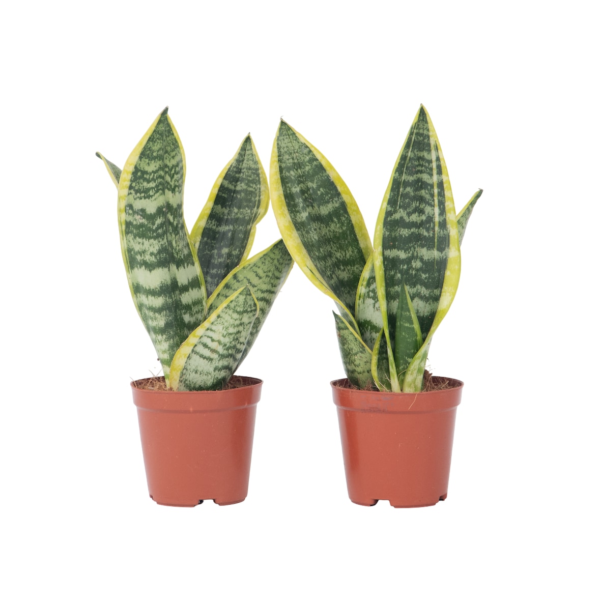 Sansevière - Sansevieria Laurentii Set de 2 Hauteur 30-40cm
