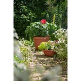 thumbnail of Scheurich Country Star 48, Pflanzgefäß / Blumentopf / Pflanzkübel,  hergestellt aus 100 % recyceltem Kunststoff, 3 Jahre Garantie