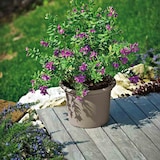 thumbnail of Pflanzkübel GEO 55 cm taupe