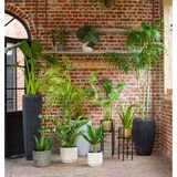 thumbnail of Alocasia Zebrina 94 cm - Grün Plastik Lou De Castellane 0.01x0.01 cm