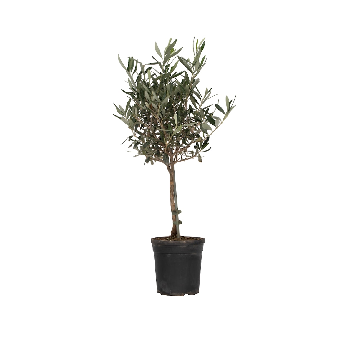 Olivenbaum - Olea Europaea Höhe 60-70cm
