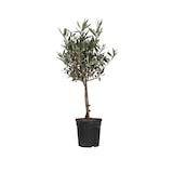 thumbnail of Olivenbaum - Olea Europaea Höhe 60-70cm
