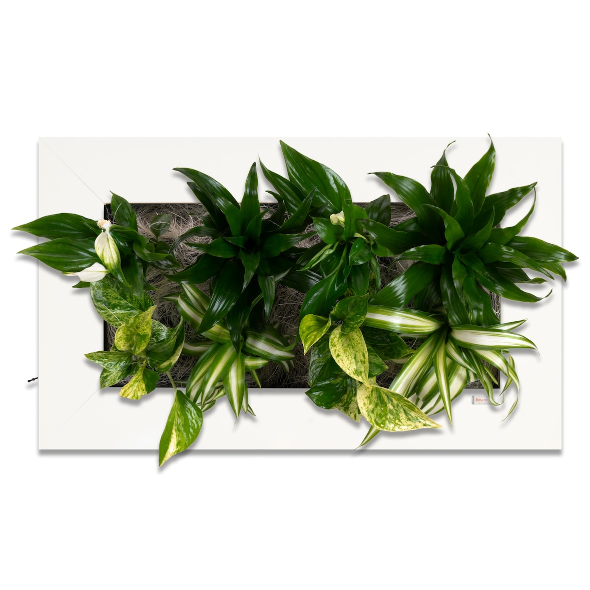 Flowerwall M - weiß hochglanz - 55x33 cm