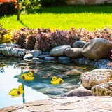 thumbnail of Relaxdays Teichente, 10er Set, schwimmende Entenküken, für den Gartenteich, Kunststoff, Deko Schwimmente, gelb/schwarz