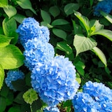 thumbnail of Hortensia - Hydrangea macrophylla Early Blue Set van 3 Hoogte 25-40cm