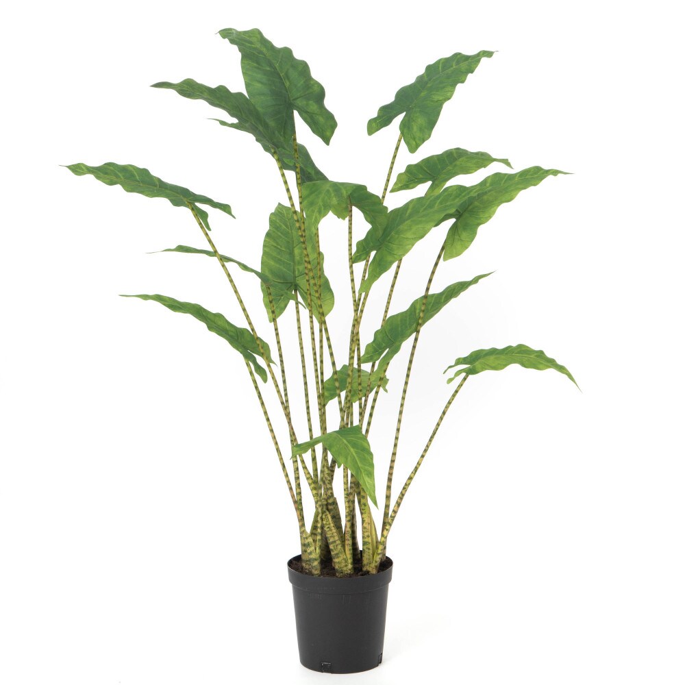 Alocasia Zebrina 94 cm - Grün Plastik Lou De Castellane 0.01x0.01 cm