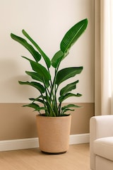 thumbnail of Rattan-Drypot-Pflanzkorb – Ø 38 x 38 cm – Nachhaltiger Blumentopf mit wasserdichtem Innentopf – Braun