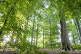 thumbnail of Holz-Kleeblatt aus Buche Glücksbringer Größen wählbar V-40.11-0014 cm
