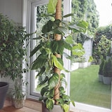 thumbnail of Tutor de coco Coco 1,70m diam 7 cm Natural