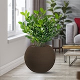 thumbnail of Divina Garden -  Harzvase für Pflanzen im Innen- und Außenbereich, rundes Kugeldesign, D.40x33h, Botticelli Brown