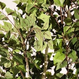 thumbnail of Planta artificial ignífuga Abedul blanco 210cm | Naturing Monde -Para interior - Tronco natural