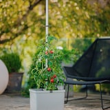 thumbnail of Gusta Garden TOM TOMATO 3er-Set, hellgrau