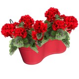 thumbnail of Dubbele Balkon bloembak Hangbak Compleet Relingbloembak - Framboos - 37 x 20 x 17 cm - 1 stuks