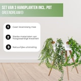 thumbnail of GreenDream® 3 Verschillende Hangplanten Kunstplanten in Pot - decoratief - Cadeautip - Groen