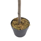 thumbnail of Künstlicher Olivenbaum Rebecca Mobili Garnet 150x45x45 Polyester Holz Grün Braun