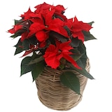 thumbnail of Pflanzkorb Sylter Korb Rattan 50x52cm 40 Liter Rund Natur Drypot Garten Terrasse Blumen