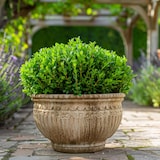 thumbnail of Hebe pinguifolia - Mix van 6 Hoogte 15-20cm