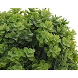 thumbnail of Planta Artificial Con Maceta De Plastico Modelos Surtidos 800297