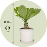 thumbnail of Hawaiian Palm - Brighamia Insignis Set van 2 Hoogte 30-40cm