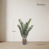 thumbnail of Bonerva | Zamioculca Deco 90 cm Altura | Planta artificial para decorar interiores: hogares, negocios y hoteles | Sin mantenimiento
