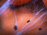 thumbnail of Konfetti Spinnen ca.15g Streudeko Halloween Geburtstag Mottoparty Tischkonfetti zum Streuen Basteln Geburtstagsdeko Partydeko Tischdeko Schwarz