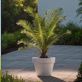 thumbnail of Dadelpalm - Phoenix Canariensis Set van 2 Hoogte 80-100cm
