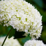 thumbnail of Hortensia - Hydrangea Strong Annabelle Set de 2 Hauteur 30-40cm