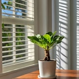 thumbnail of Hawaiian Palm - Brighamia Insignis Set van 2 Hoogte 30-40cm