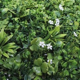 thumbnail of Rolo Jardim Vertical Jasmin 100 X 100 Cm