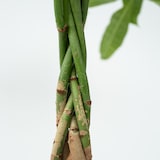 thumbnail of Geldboom - Pachira Aquatica Hoogte 60-70cm