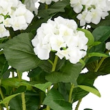 thumbnail of CREATIV green künstliche Pflanze Hortensien Arrangement im Topf, 70cm, weiß