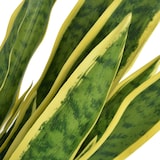 thumbnail of Planta sansevieria artificial con macetero 90 cm verde