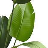 thumbnail of tectake Árbol de ave del paraíso artificial TROPIC, aspecto realista  Verde
