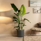 thumbnail of Oiseau de paradis - Strelitzia Nicolai Hauteur 55-70cm