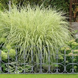 thumbnail of Relaxdays Beetzaun, 6er Set, HxB: je 38 x 68,5 cm, Zierzaun Garten, zum Stecken, Beeteinfassung antik, Kunststoff, grau