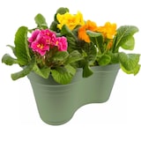 thumbnail of Dubbele Balkon bloembak Hangbak Compleet Relingbloembak - Oudgroen - 37 x 20 x 17 cm - 1 stuks