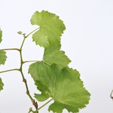 thumbnail of Plants de Raisin- Vitis vinifera Chardonnay Set de 3 Hauteur 25-40cm